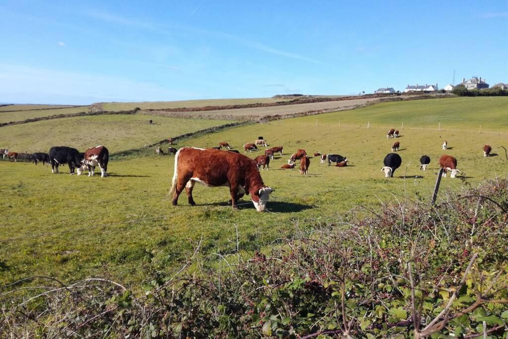 Farm - The Lizard Peninsula, Cornwall * Helston